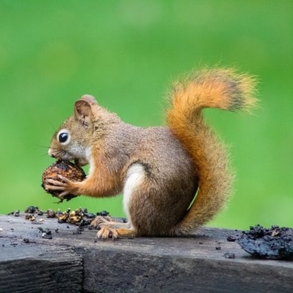 Red squirrel. Photo by Caleb Martin on Unsplash.com
